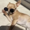Animais aleatórios 1 17