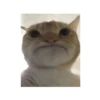 meme kucing 18