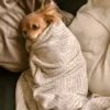 Animais aleatórios 1 18