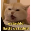 meme kucing 21