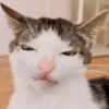 Animais aleatórios 1 19