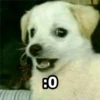 AMALITOS
80