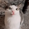 Animais aleatórios 1 20