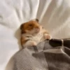 Animais aleatórios 1 21
