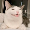 Animais aleatórios 1 22