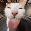 Animais aleatórios 1 24