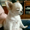 Animais aleatórios 1 25