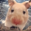 Animais aleatórios 1 26