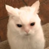Animais aleatórios 1 27