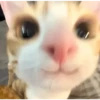 meme kucing 24
