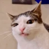 Animais aleatórios 1 28