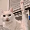 Animais aleatórios 1 29