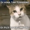 meme kucing 26