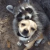 Más Animalitos!  🙊🐕 13