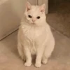 Animais aleatórios 1 30