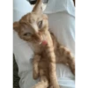 meme kucing 28