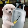 Más Animalitos!  🙊🐕 17