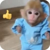 🐒 Реакции обезьян 🐒 5