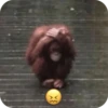 🐒 Реакции обезьян 🐒 6