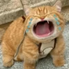 Gatos Random 2😼🪷 7