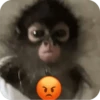 🐒 Реакции обезьян 🐒 7
