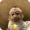 🐒 Реакции обезьян 🐒 8