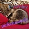 Raccoon Vol. 2 17