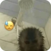 🐒 Реакции обезьян 🐒 11