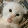 Gatos Random 2😼🪷 20