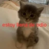 Gatos Good 😼🤟🏻 6