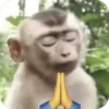 🐒 Реакции обезьян 🐒 13
