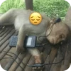 🐒 Реакции обезьян 🐒 14