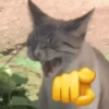 Gatos Random 2😼🪷 27