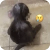 🐒 Реакции обезьян 🐒 15