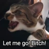 Meowgi2023 5