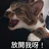 Meowgi2023 6