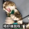 Meowgi2023 7