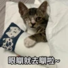 Meowgi2023 8