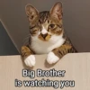 Meowgi2023 9