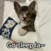 Meowgi2023 10
