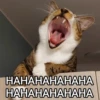 Meowgi2023 11