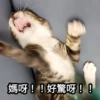 Meowgi2023 12