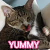 Meowgi2023 13