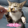 Meowgi2023 14