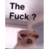 The Fuck ?