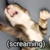 Meowgi2023 16