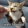 Meowgi2023 17