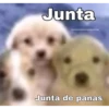 Junta
@weeloveanimalsposting
Junta de panas