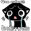Black cat 19