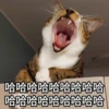 Meowgi2023 19